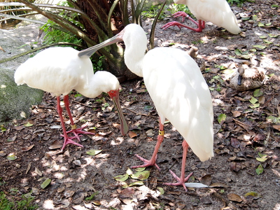[One spoonbill is scratching the back of another using its bill. The bills on these birds are round at the tip like a spoon and are grey. The area around the eyes and its legs are pink. The rest of the bird is all white.]